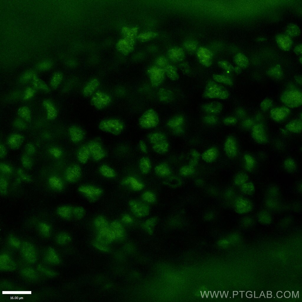 Immunofluorescence (IF) / fluorescent staining of mouse embryo tissue using OTX2 Polyclonal antibody (13497-1-AP)