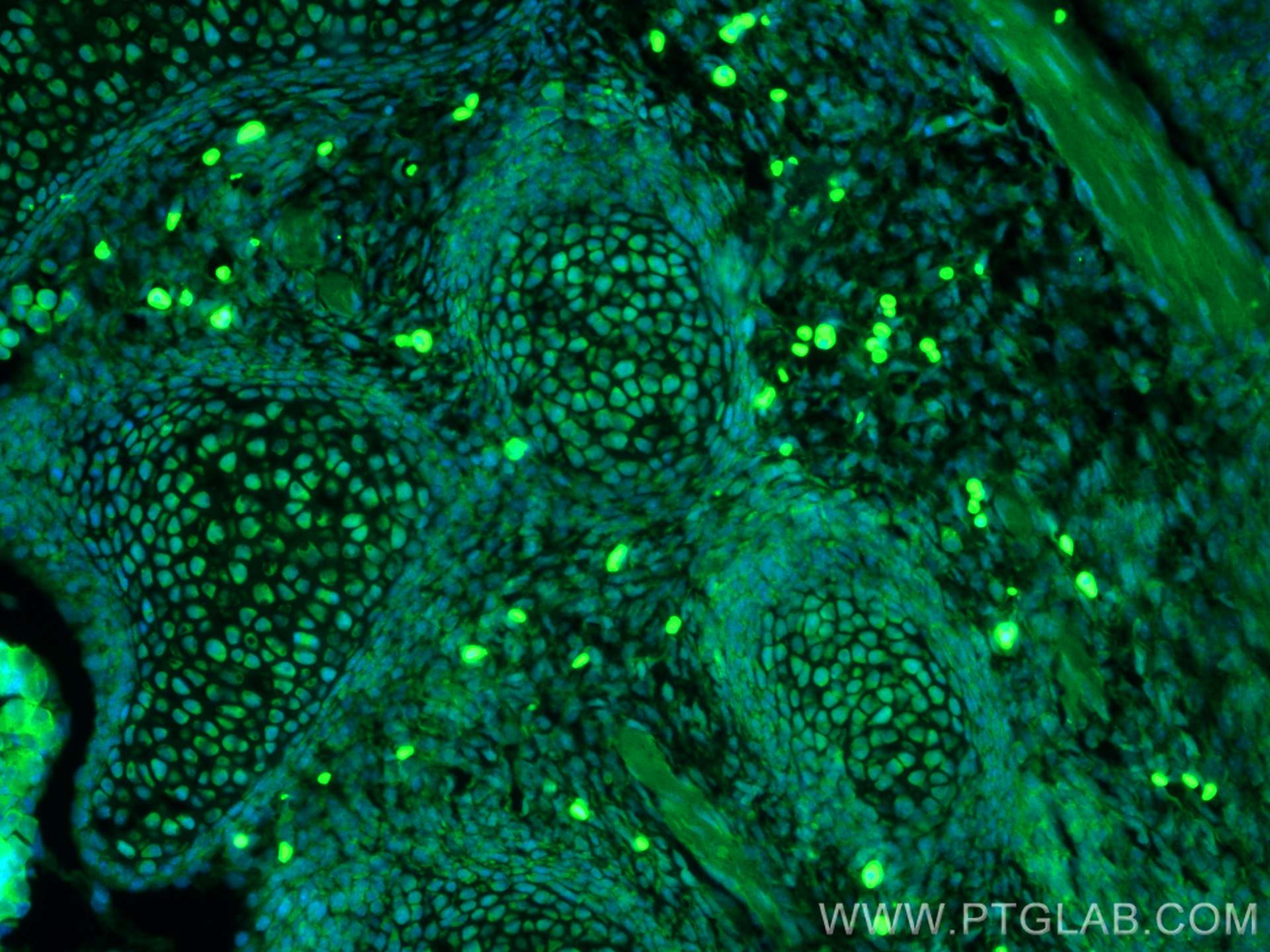 Immunofluorescence (IF) / fluorescent staining of mouse embryo tissue using CoraLite® Plus 488-conjugated OTX2 Polyclonal anti (CL488-13497)