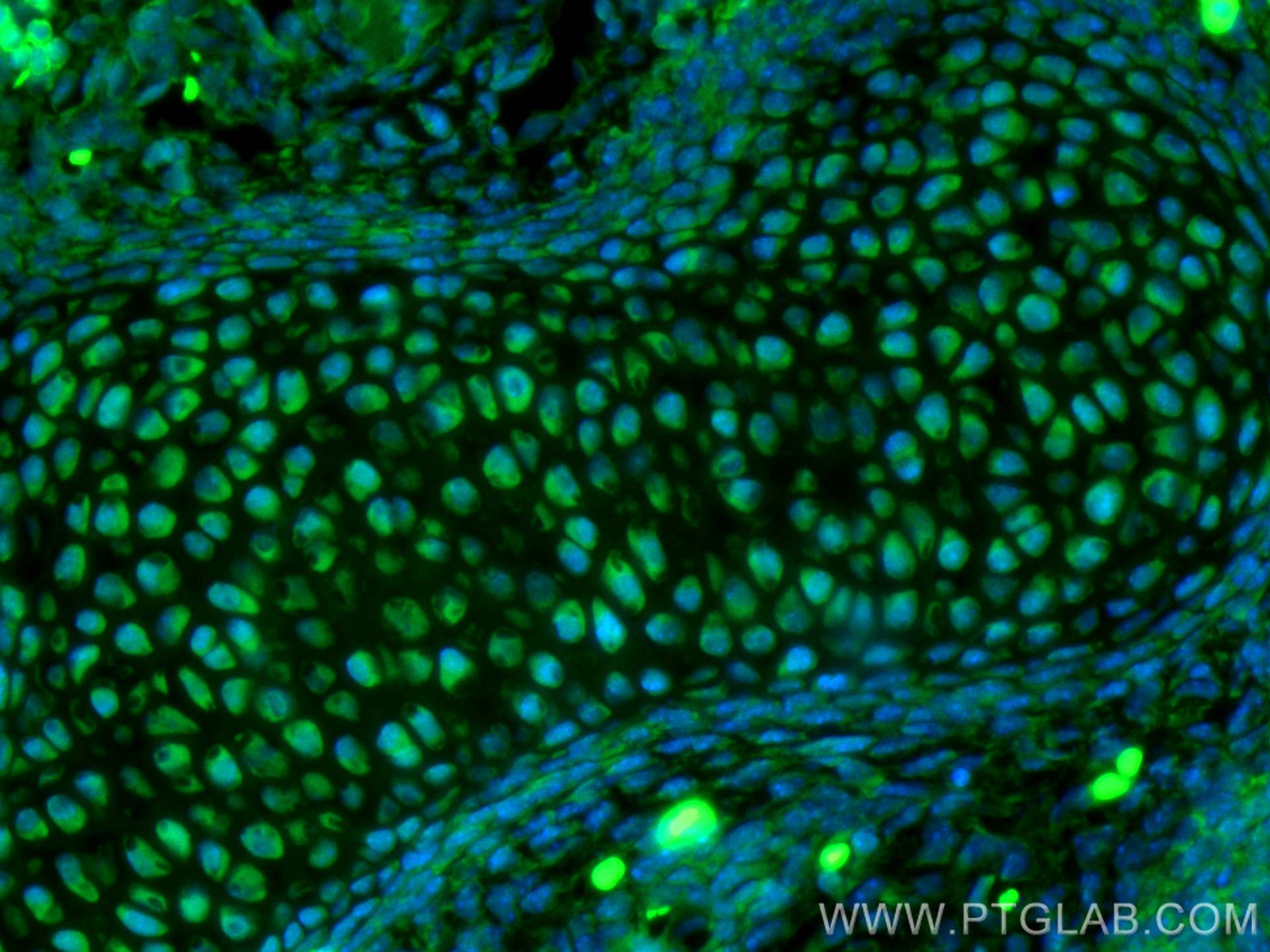 IF Staining of mouse embryo using CL488-13497