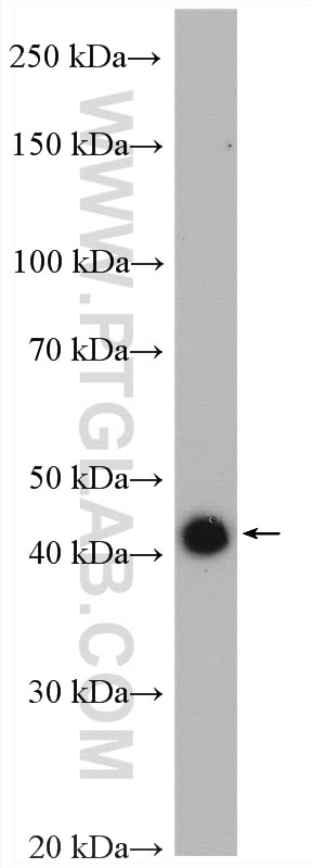 Western Blot (WB) analysis of HeLa cells using OVCA1 Polyclonal antibody (20112-1-AP)