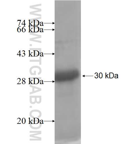 OVCA2 fusion protein Ag6902 SDS-PAGE