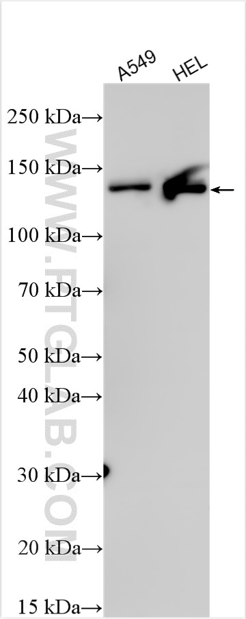 Western Blot (WB) analysis of various lysates using OVCH1 Polyclonal antibody (32879-1-AP)