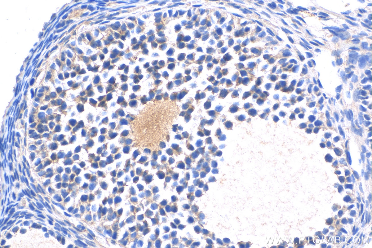 Immunohistochemistry (IHC) staining of mouse ovary tissue using OVGP1 Polyclonal antibody (22324-1-AP)