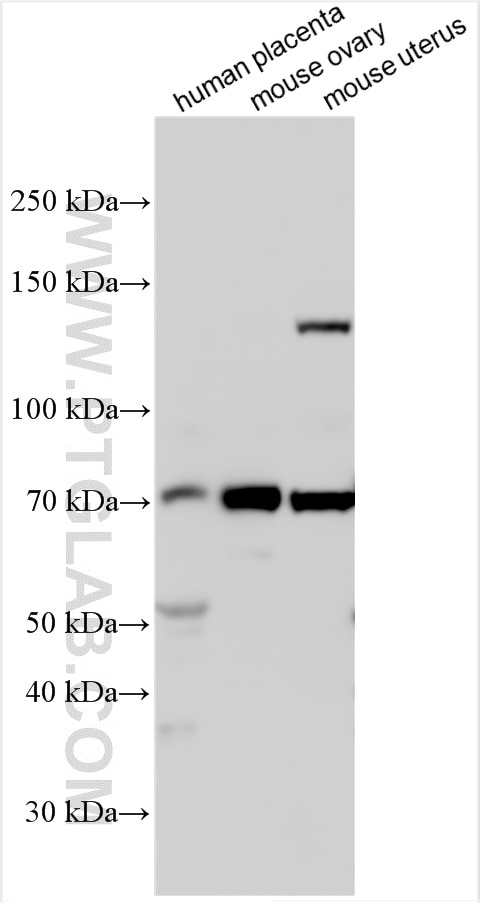 Western Blot (WB) analysis of various lysates using OVGP1 Polyclonal antibody (22324-1-AP)