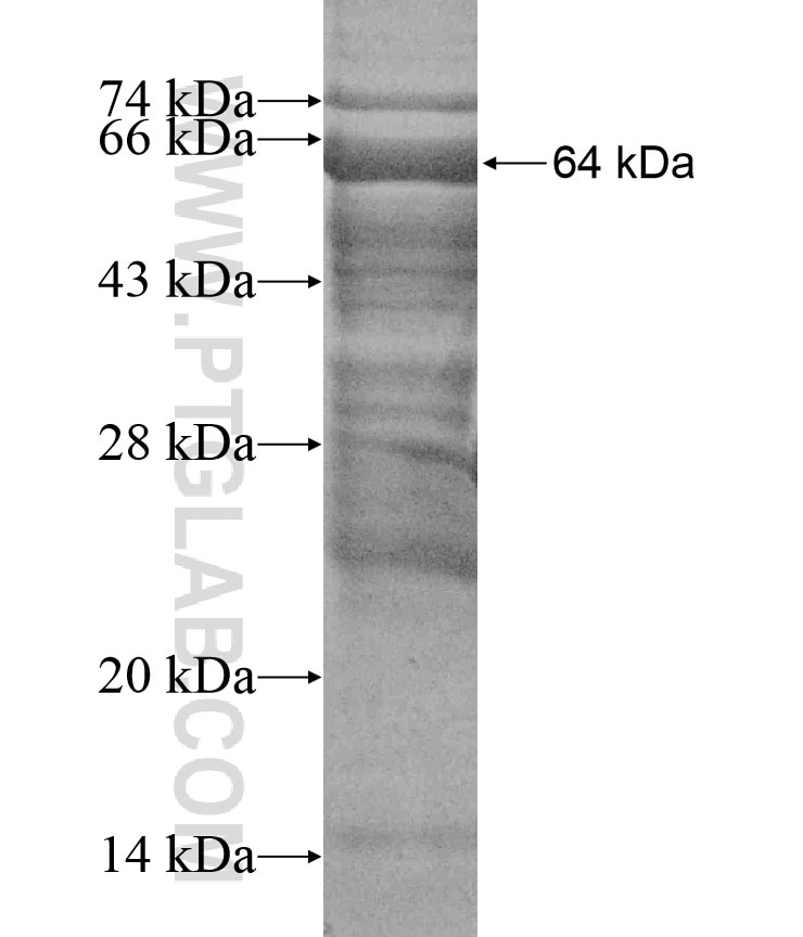 OVGP1 fusion protein Ag17771 SDS-PAGE