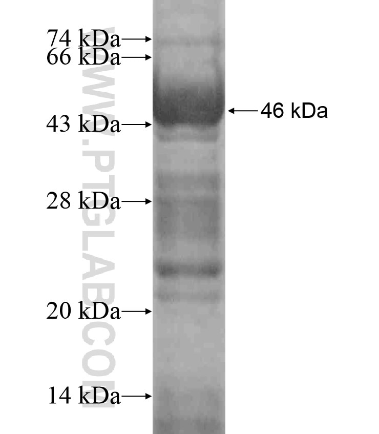 OVGP1 fusion protein Ag17877 SDS-PAGE