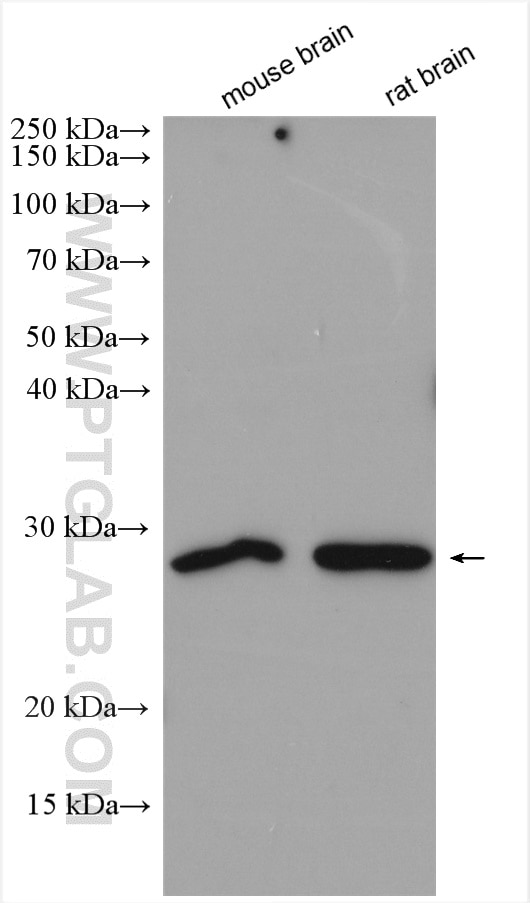 Western Blot (WB) analysis of various lysates using OVOL1 Polyclonal antibody (14082-1-AP)