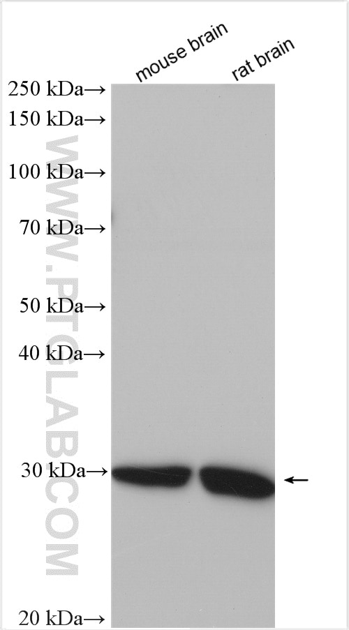 Western Blot (WB) analysis of various lysates using OVOL1 Polyclonal antibody (14082-1-AP)