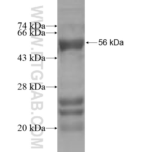 OVOL1 fusion protein Ag5210 SDS-PAGE