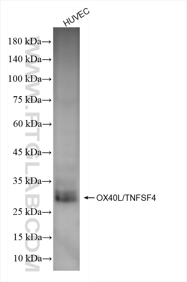 Western Blot (WB) analysis of HUVEC cells using OX40L/TNFSF4 Recombinant antibody (82794-7-RR)