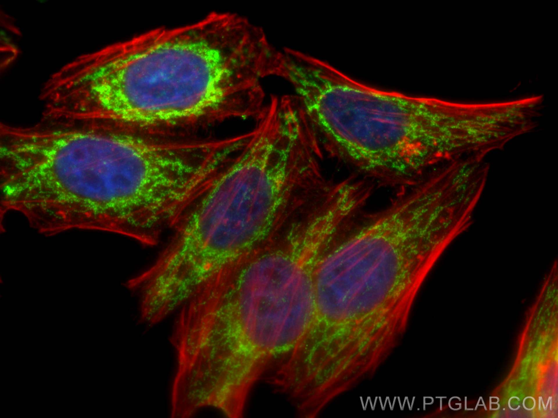 Immunofluorescence (IF) / fluorescent staining of HepG2 cells using OXA1L Polyclonal antibody (21055-1-AP)