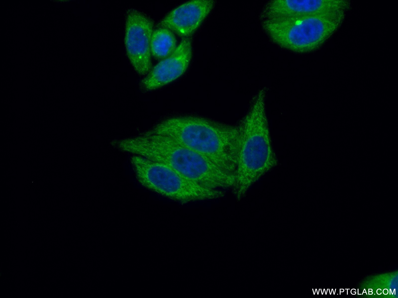 Immunofluorescence (IF) / fluorescent staining of HepG2 cells using OXA1L Polyclonal antibody (21055-1-AP)