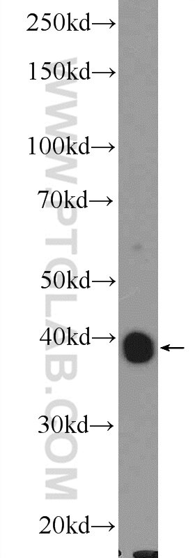 Western Blot (WB) analysis of NIH/3T3 cells using OXA1L Polyclonal antibody (21055-1-AP)