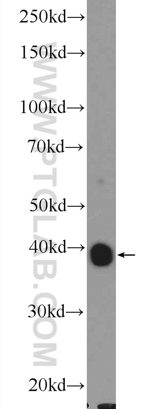 Western Blot (WB) analysis of NIH/3T3 cells using OXA1L Polyclonal antibody (21055-1-AP)