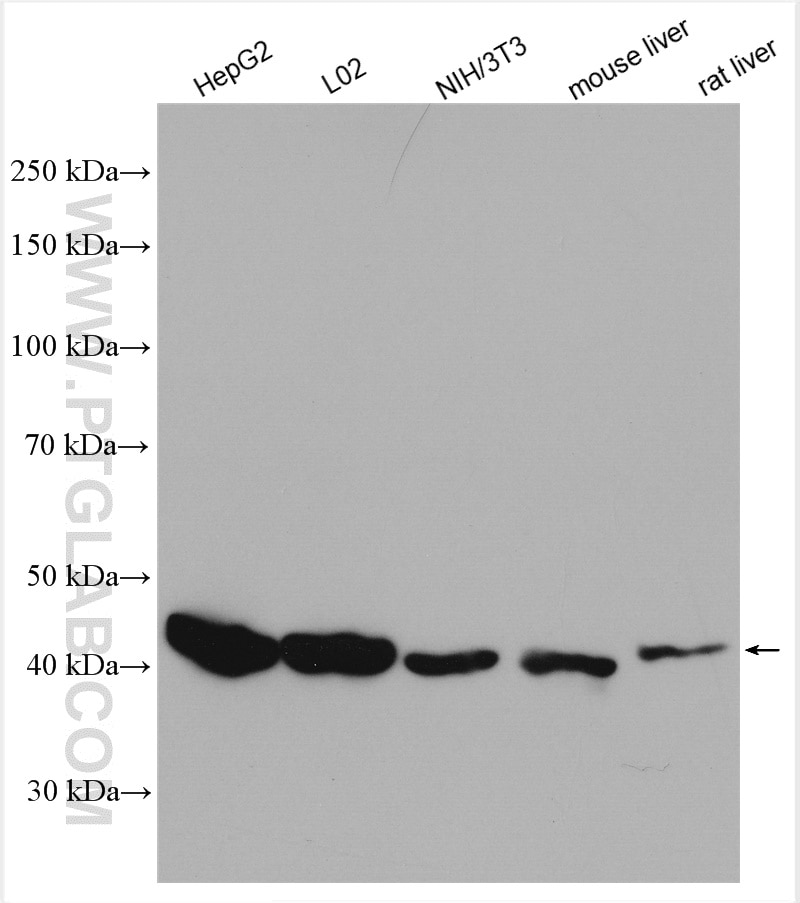 Western Blot (WB) analysis of various lysates using OXA1L Polyclonal antibody (21055-1-AP)