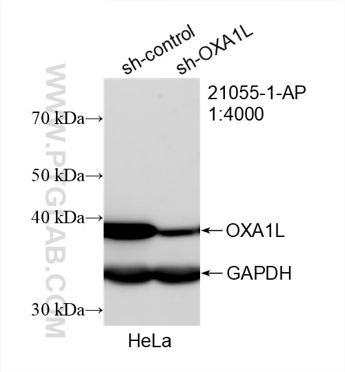 Western Blot (WB) analysis of HeLa cells using OXA1L Polyclonal antibody (21055-1-AP)