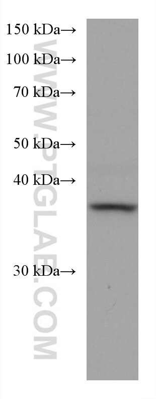 Western Blot (WB) analysis of NIH/3T3 cells using OXA1L Monoclonal antibody (66128-1-Ig)