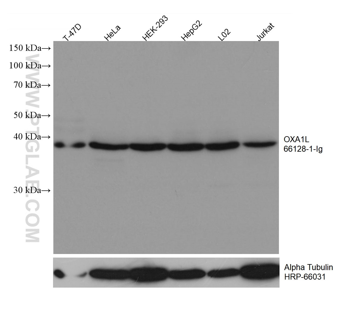 Western Blot (WB) analysis of various lysates using OXA1L Monoclonal antibody (66128-1-Ig)