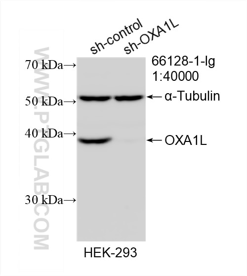 Western Blot (WB) analysis of HEK-293 cells using OXA1L Monoclonal antibody (66128-1-Ig)