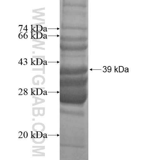 OXA1L fusion protein Ag13755 SDS-PAGE
