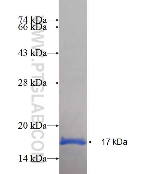 OXA1L fusion protein Ag13819 SDS-PAGE