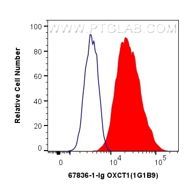Flow cytometry (FC) experiment of HeLa cells using OXCT1 Monoclonal antibody (67836-1-Ig)