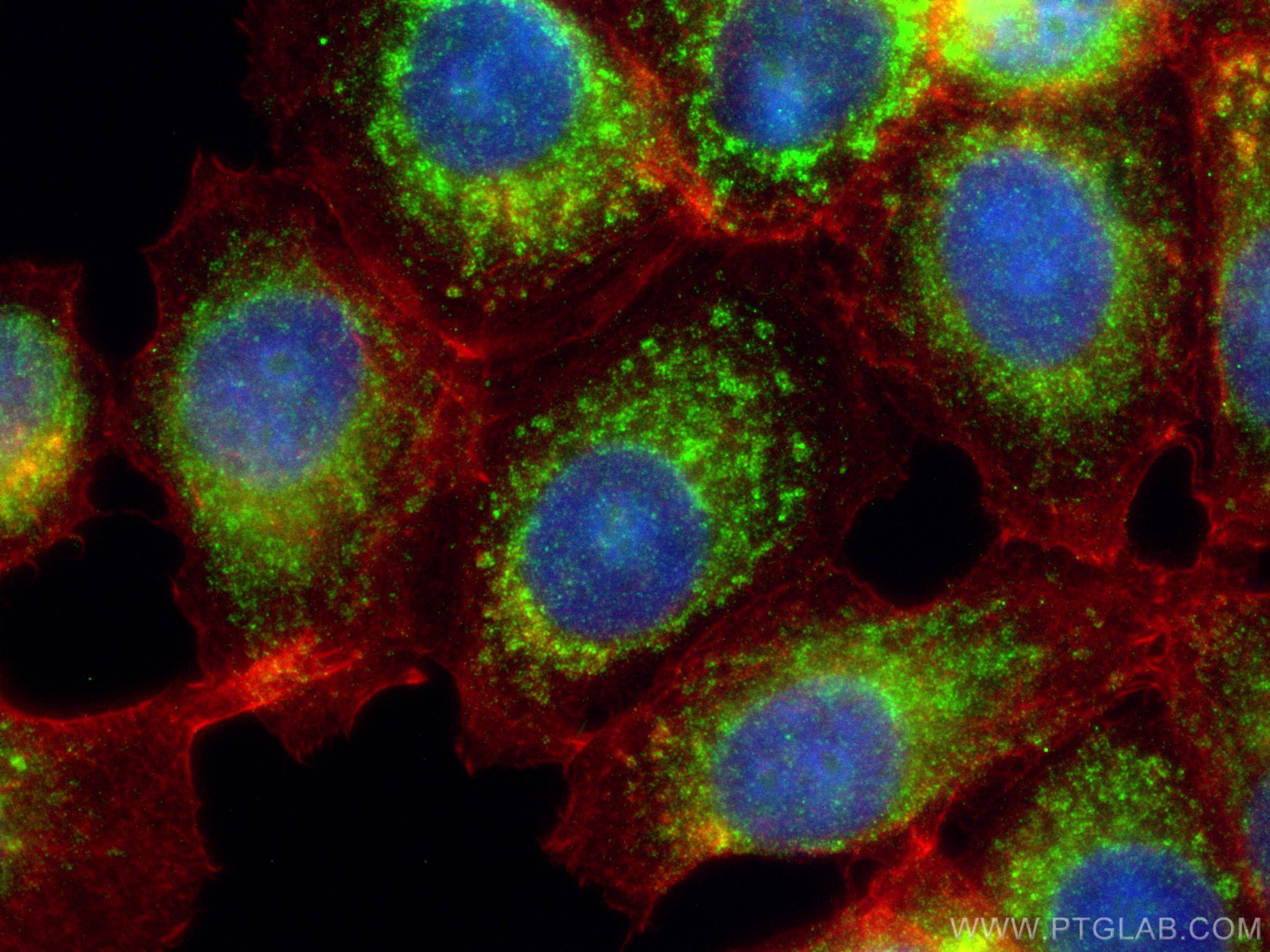 Immunofluorescence (IF) / fluorescent staining of MCF-7 cells using OXCT1 Monoclonal antibody (67836-1-Ig)
