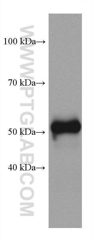 Western Blot (WB) analysis of rat heart tissue using OXCT1 Monoclonal antibody (67836-1-Ig)