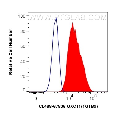 Flow cytometry (FC) experiment of HeLa cells using CoraLite® Plus 488-conjugated OXCT1 Monoclonal ant (CL488-67836)