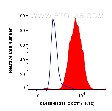 Flow cytometry (FC) experiment of MCF-7 cells using CoraLite® Plus 488-conjugated OXCT1 Recombinant an (CL488-81011)