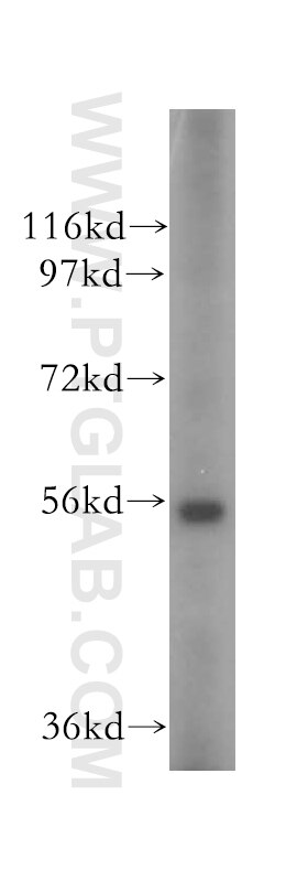 Western Blot (WB) analysis of mouse testis tissue using OXCT2 Polyclonal antibody (17122-1-AP)