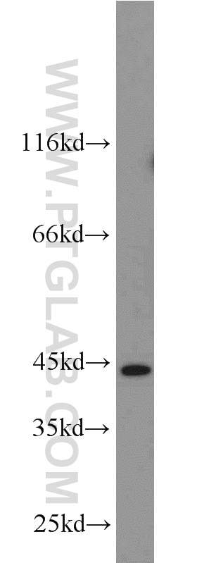 Western Blot (WB) analysis of K-562 cells using OXER1 Polyclonal antibody (55202-1-AP)