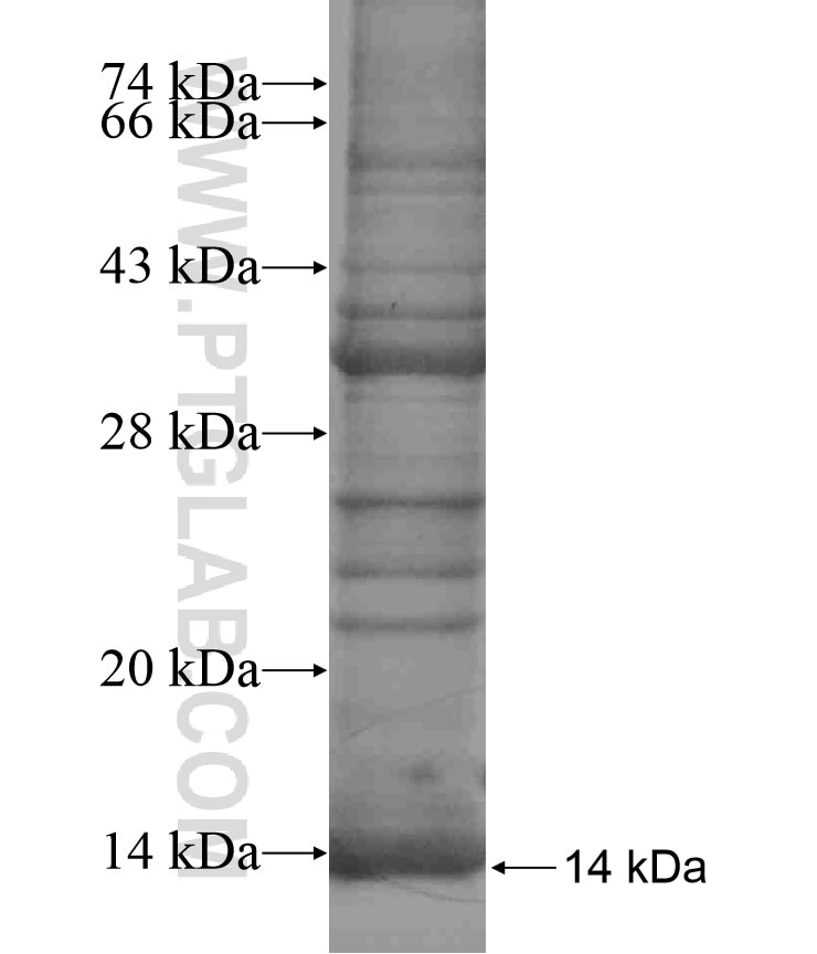 OXGR1 fusion protein Ag17186 SDS-PAGE
