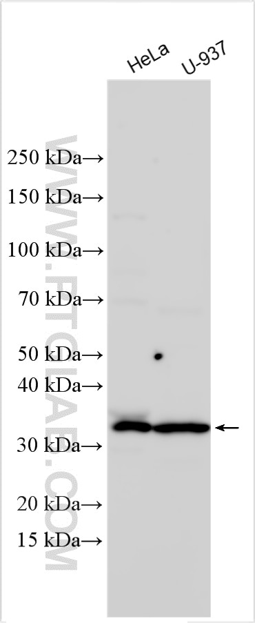 WB analysis using 23907-1-AP Western Blot (WB) analysis of various lysates using OXNAD1 Polyclonal antibody (23907-1-AP)