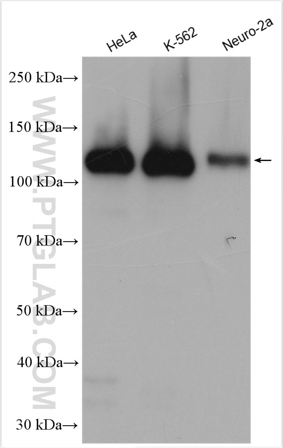 Western Blot (WB) analysis of various lysates using OXR1 Polyclonal antibody (13514-1-AP)
