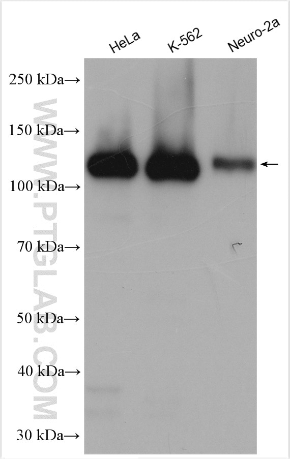 WB analysis using 13514-1-AP