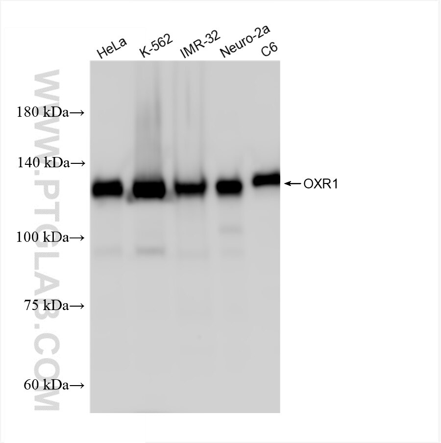 Western Blot (WB) analysis of various lysates using OXR1 Recombinant antibody (86359-3-RR)