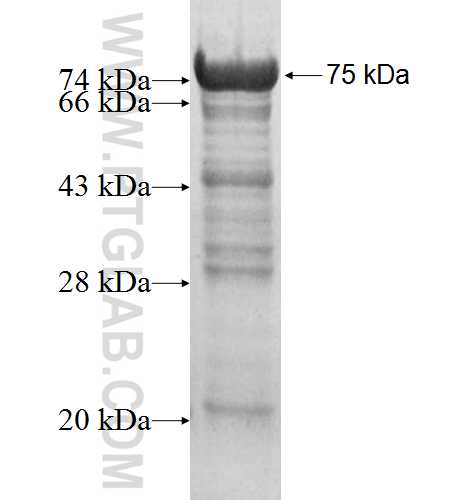 OXR1 fusion protein Ag4439 SDS-PAGE