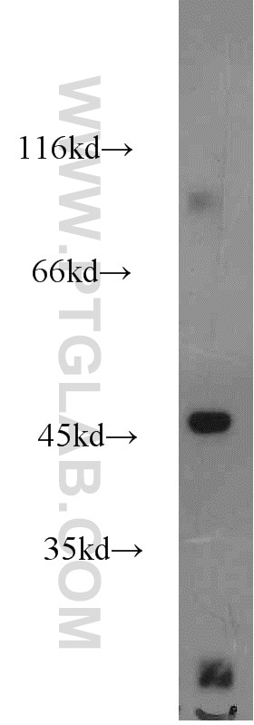 Western Blot (WB) analysis of human heart tissue using OXSM Polyclonal antibody (16642-1-AP)