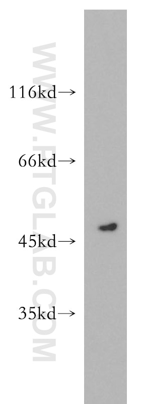 Western Blot (WB) analysis of human heart tissue using OXSM Polyclonal antibody (16642-1-AP)