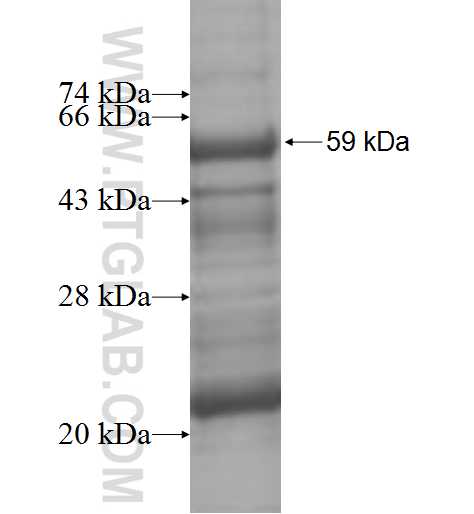 OXSM fusion protein Ag10004 SDS-PAGE