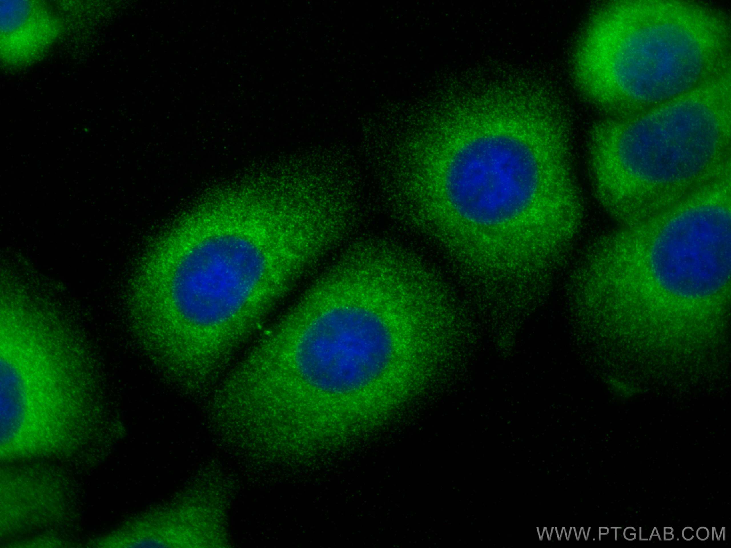Immunofluorescence (IF) / fluorescent staining of MCF-7 cells using OXSR1 Polyclonal antibody (15611-1-AP)