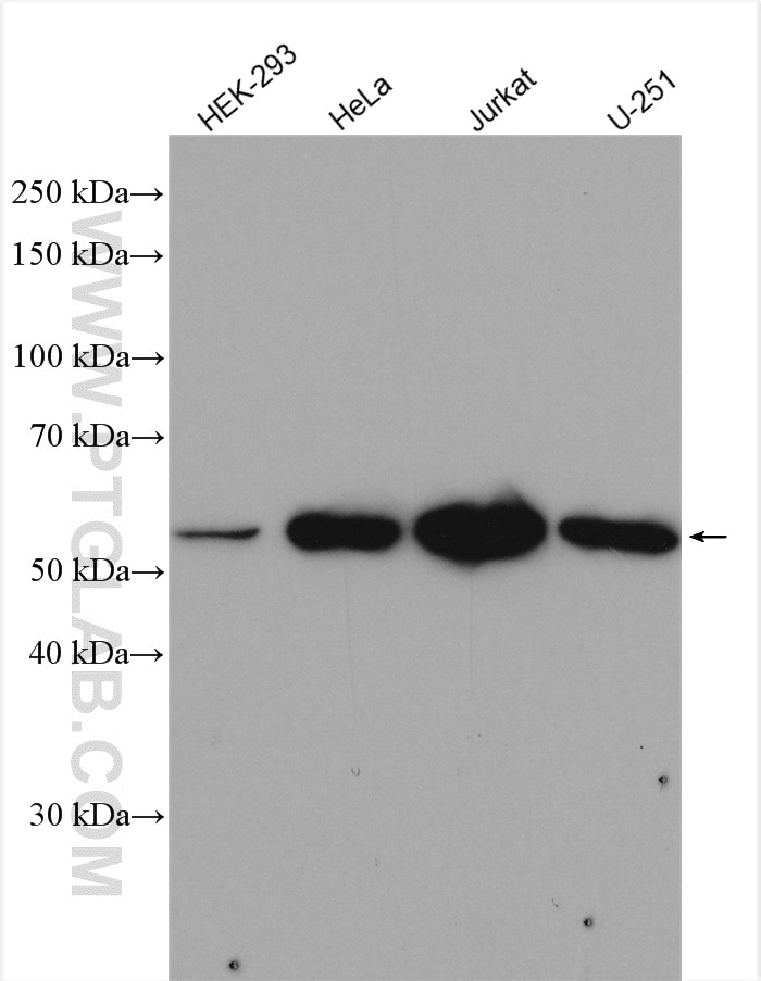 Western Blot (WB) analysis of various lysates using OXSR1 Polyclonal antibody (15611-1-AP)