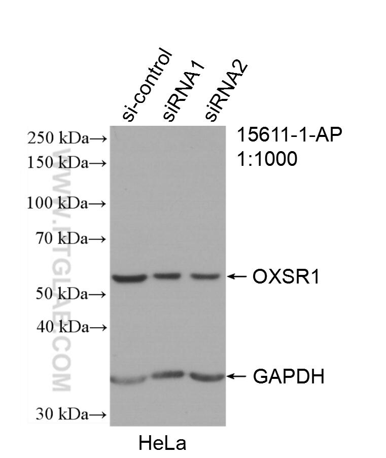 Western Blot (WB) analysis of HeLa cells using OXSR1 Polyclonal antibody (15611-1-AP)