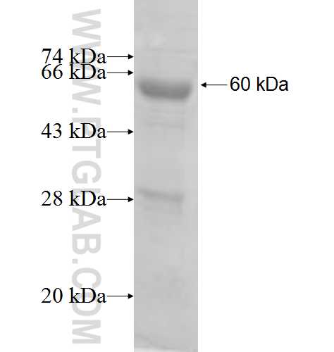 OXSR1 fusion protein Ag8002 SDS-PAGE