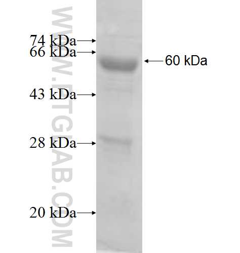 OXSR1 fusion protein Ag8002 SDS-PAGE