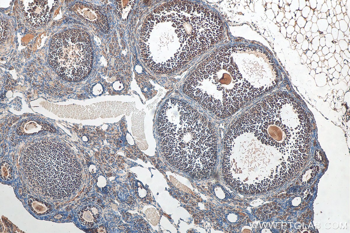 Immunohistochemistry (IHC) staining of mouse ovary tissue using OXT Polyclonal antibody (18041-1-AP)