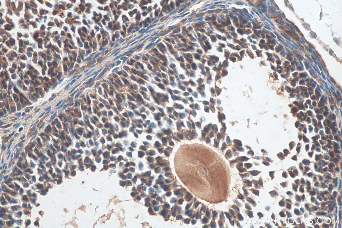 Immunohistochemistry (IHC) staining of mouse ovary tissue using OXT Polyclonal antibody (18041-1-AP)