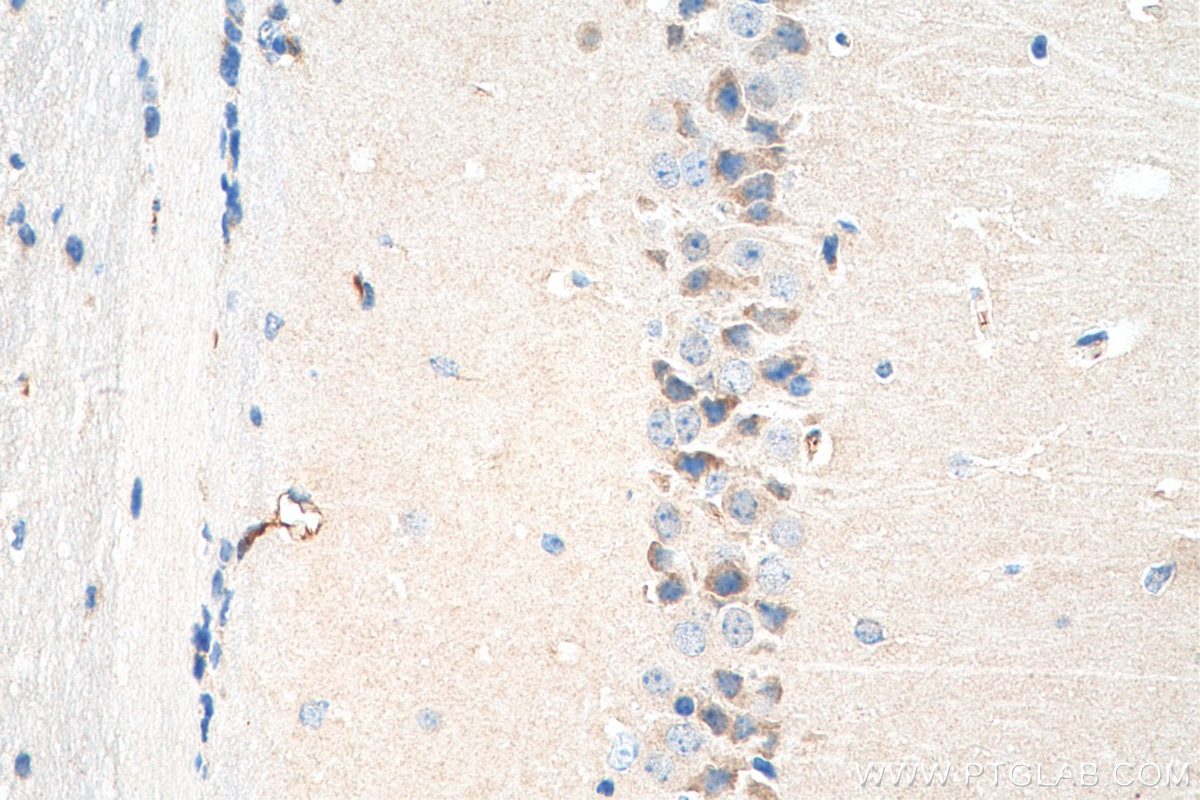 Immunohistochemistry (IHC) staining of mouse brain tissue using OXT Polyclonal antibody (18041-1-AP)