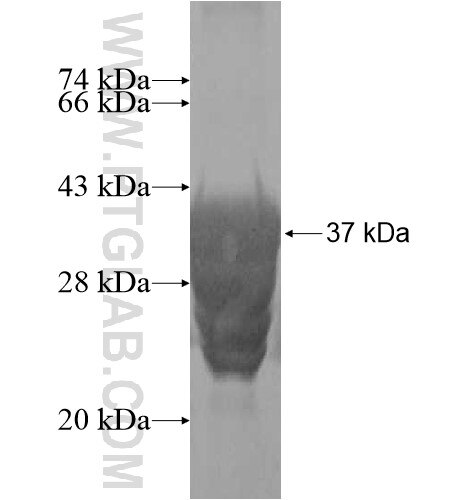 OXT fusion protein Ag12672 SDS-PAGE